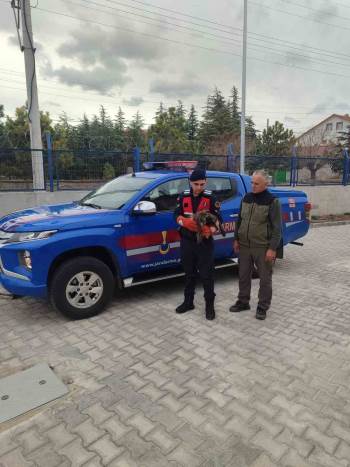 Jandarmanın Bulduğu Yaralı Şahin Koruma Altına Alındı
