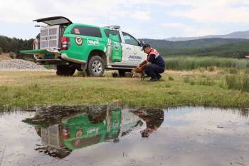 Jandarmanın Bulduğu Yaralı Tilki Koruma Altına Alındı
