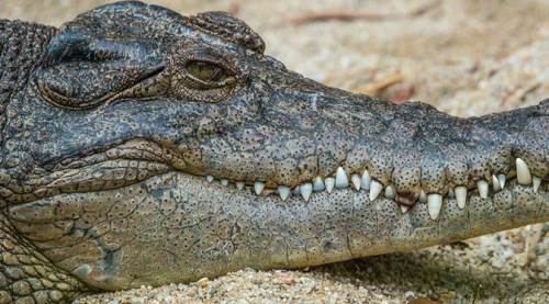 Jandarmayı şok etti: Araçtan timsah kafası çıktı!