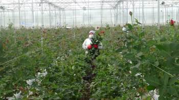 Jeotermal Serada Yetiştirilen Güllerde ‘Sevgililer Günü’ Hasadı
