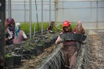 Jeotermal Serada Yılda 300 Bin Meyve Fidanı Üretiliyor
