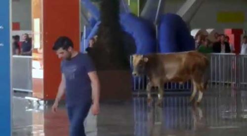 Kaçak boğa AVM'yi birbirine kattı 