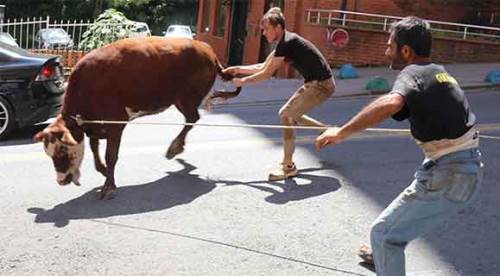 Kaçan boğa Rize'nin altını üstünü getirdi