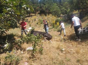 Kaçan Kurbanlık Dana Kovalamaca Sonrası Yakalandı
