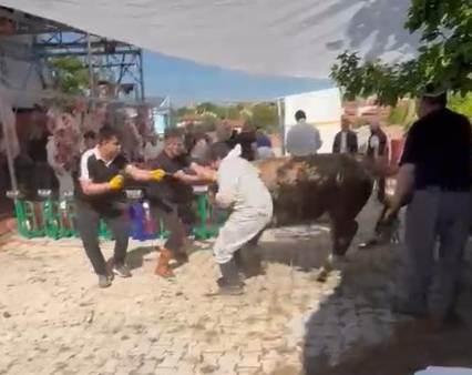 Kaçan kurbanlık tosun görevliyi yere savurdu