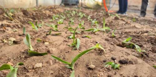 Kadın üreticilere destek: Salep Yetiştiriciliği Projesi başladı