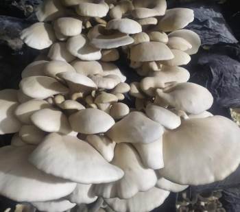 Kadınların Yetiştirdiği İstiridye Mantarları İlk Meyvelerini Verdi
