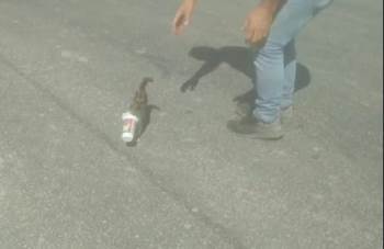 Kafası Ayran Kutusuna Sıkışan Yavru Kedi Böyle Kurtarıldı
