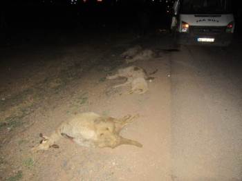 Kamyonet Sürüye Daldı, 13 Koyun Telef Oldu
