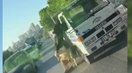  Kamyonet üstünde taşınan boğa kasadan düştü!