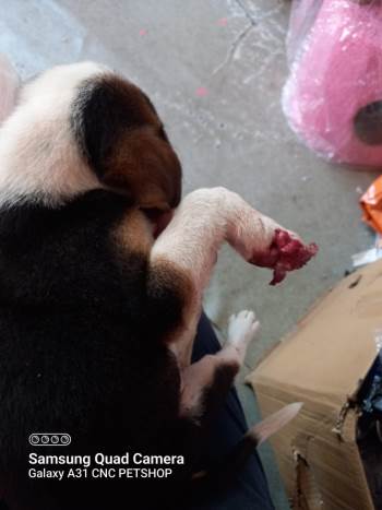 Kamyonetin Çarptığı Sevimli Yavru Köpek Tedavi Edildi
