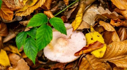 Kanlıca Mantarı Neden Yeşillenir? Doğal Bir Fenomenin Ardındaki Bilim