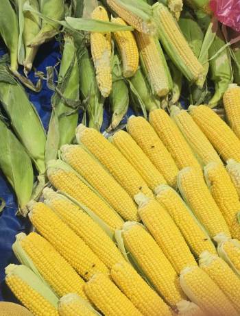 Kapalı Pazarı Sinekler Bastı, Esnaf İsyan Etti
