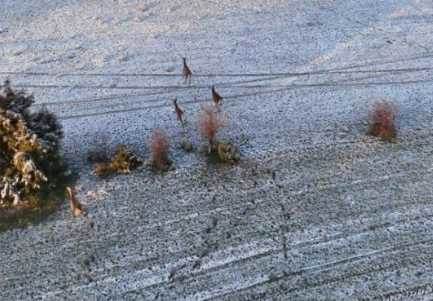 Kar manzarasını çekerken geyik sürüsü kadraja girdi