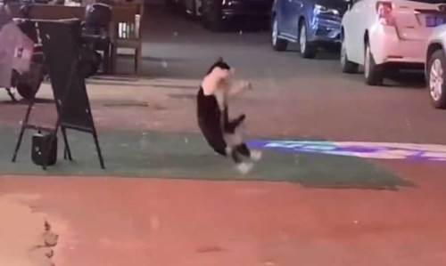 Kar tanelerini yakalamaya çalışan kedi sosyal medyanın gözdesi oldu