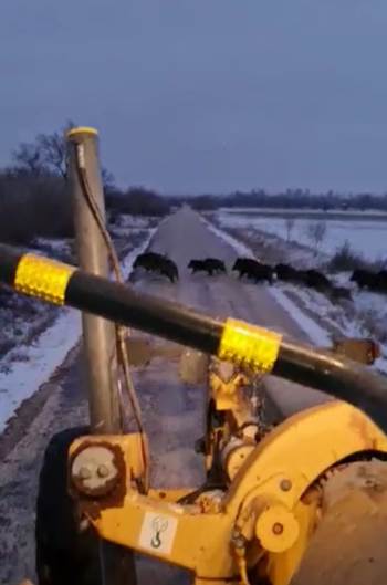 Kar Temizleme Çalışması Yapan Greyderi Gören Domuz Sürüsünün Kaçış Anı Kamerada
