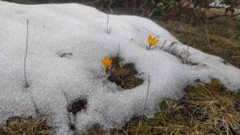 Kar Ve Çiçek Açan Çiğdemler Yan Yana
