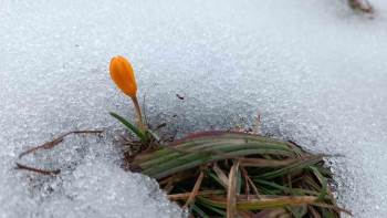 Kar Ve Çiçek Açan Çiğdemler Yan Yana
