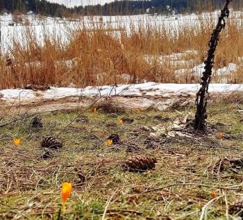 Kar Ve Çiçek Açan Çiğdemler Yan Yana
