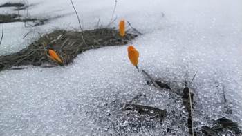 Kar Ve Çiğdemler Bir Arada
