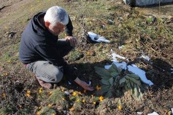 Kar Ve Çiğdemler Bir Arada
