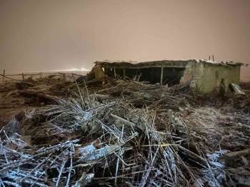 Kar Yağışına Dayanamayan Ağıl Çöktü: 13 Hayvan Telef Oldu
