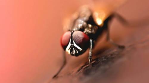 Kara Sinekler Neden Çoğalır? Kara Sinek İstilasının Sebepleri ve Kontrol Yöntemleri