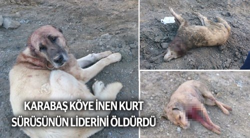 Karabaş köye inen kurtların liderini öldürdü