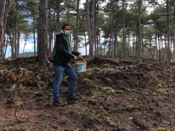 Karaçam’A Tohum Takviyesi
