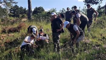 Karaçam Gençleştirme Çalışmaları Meyvelerini Vermeye Başladı
