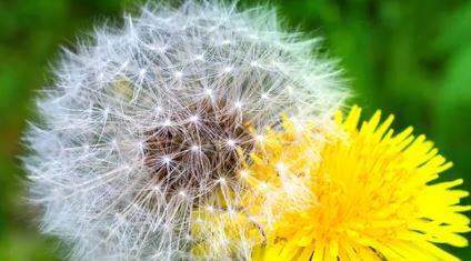 Karahindiba otu nedir? Nasıl ayırt edilir, faydaları nelerdir ve kansere etkisi var mı?