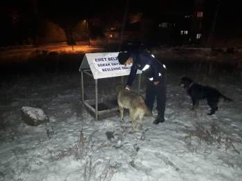 Karantinada Sokak Hayvanları Unutulmadı
