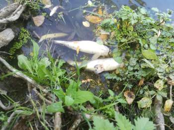 Karasu Deresi’Nde Yaşanan Balık Ölümleri Vatandaşları Tedirgin Etti
