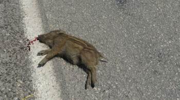 Karayoluna Çıkan İki Yavru Domuz Telef Oldu
