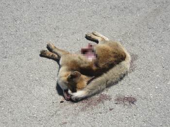 Karayoluna Çıkan Tilki Araç Çarpması Sonucu Telef Oldu
