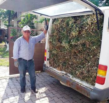 Karbasan’Da Papatya Geçim Kaynağı
