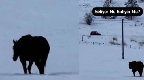 Karda Yürüyen At Videosu: At Geliyor mu Gidiyor Mu? 