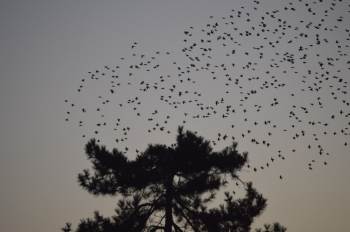 Karga Ve Sığırcıkların Dansı İlgi Odağı Oldu

