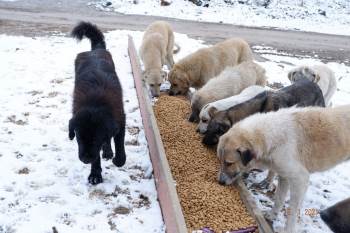 Karlı Havada Sokak Hayvanları Unutulmadı
