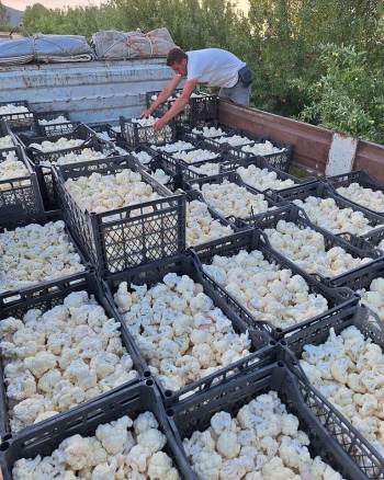 Karnabahar Hasadı Başladı
