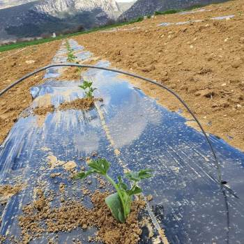 Karpuz Fideleri Toprakla Buluştu
