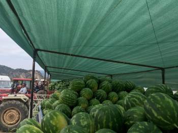 Karpuz Pazarı Çiftçilerin Umudu Oldu
