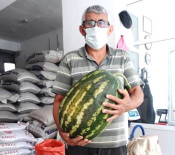 Karpuz Yetiştiriciliğinde Organik Gübre Farkı
