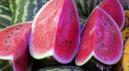 Karpuzun kilosu 80 kuruşa düştü ama...