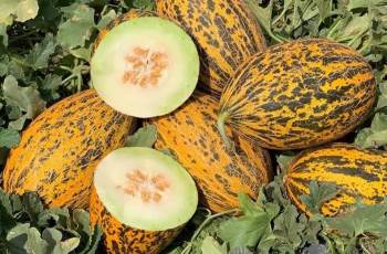 Kavun Üreticinin Yüzü Bu Yıl Gülüyor
