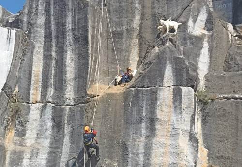 Kayalıklarda mahsur kalan keçileri AFAD kurtardı!
