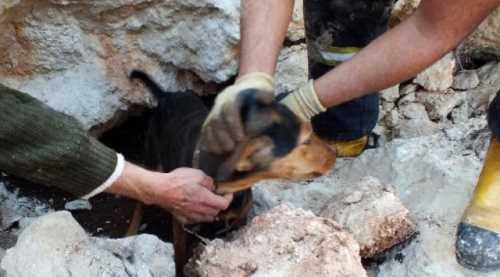 Kayalıklarda mahsur kalan köpek kurtarıldı