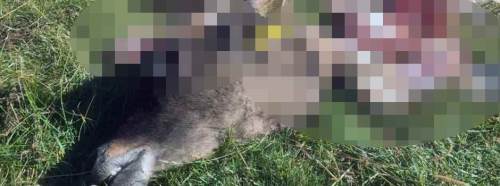 Kaybolan dananın feci sonu... Kurtlar...