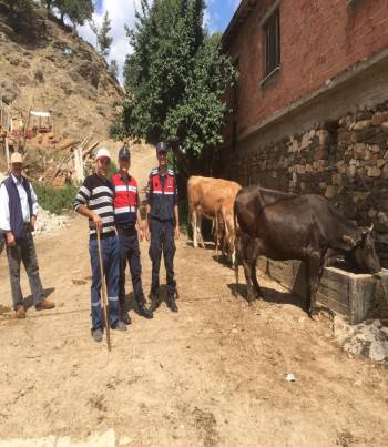 Kaybolan Hayvanları Jandarma Buldu

