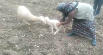 Kaybolan Koyunu Zabıta Ekipleri Buldu
